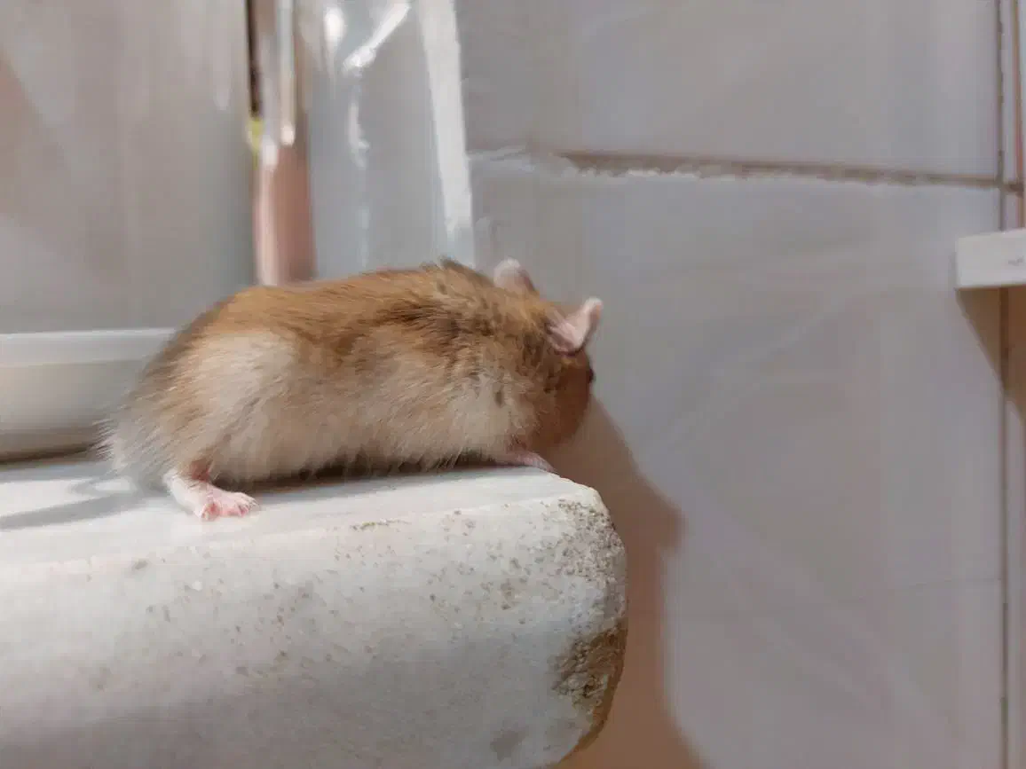 همستر از نژاد درف|موش و خرگوش|قزوین, |دیوار