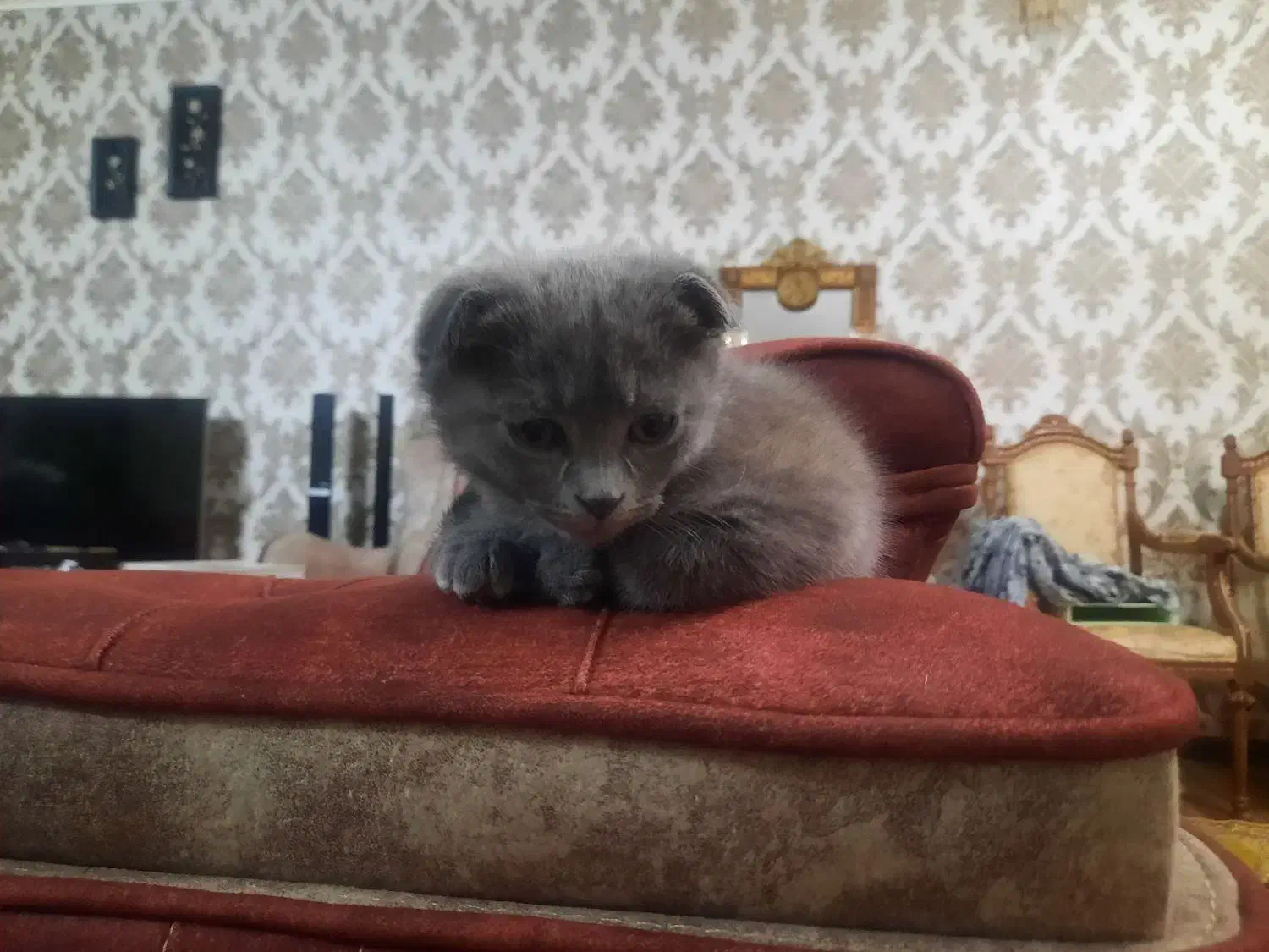 بچه گربه اسکاتیش|گربه|زنجان, |دیوار