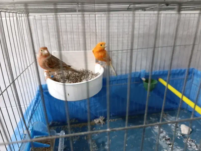 قناری جفتی|پرنده|مبارکه, |دیوار