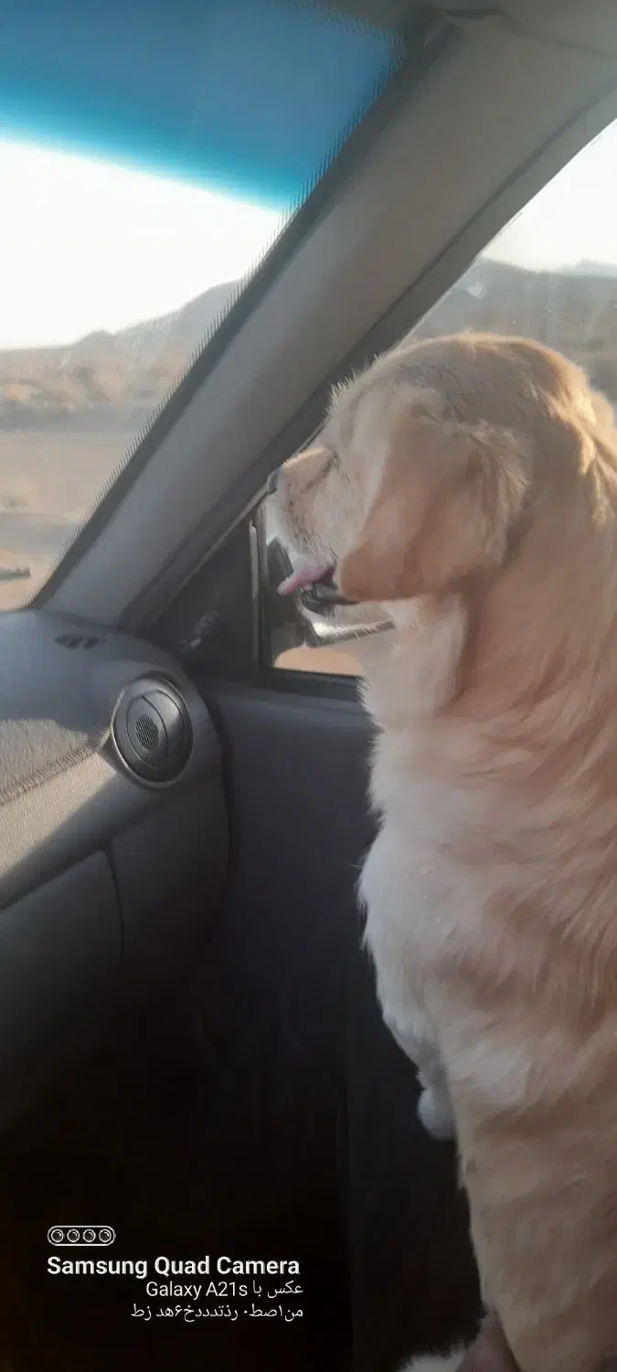 سگ پاپی|سگ|شاهینشهر, فرودگاه هسا|دیوار