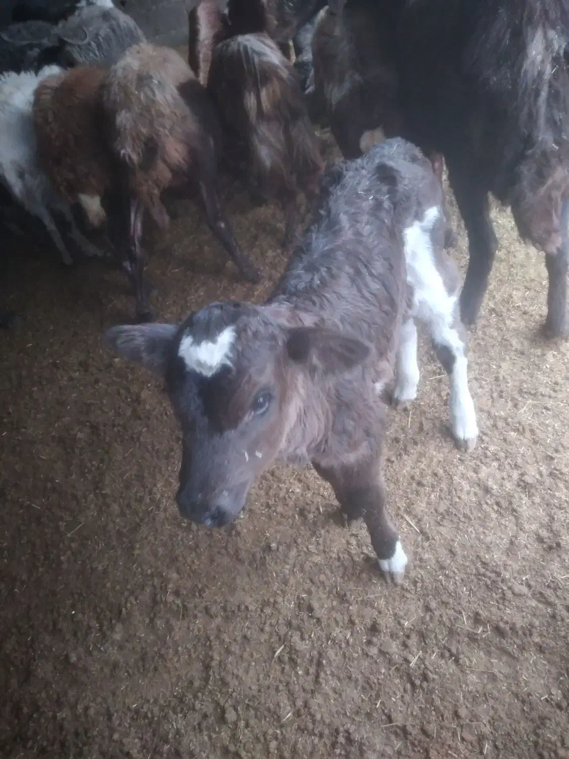 فروش گوساله|حیوانات مزرعه|تاتار علیا, |دیوار