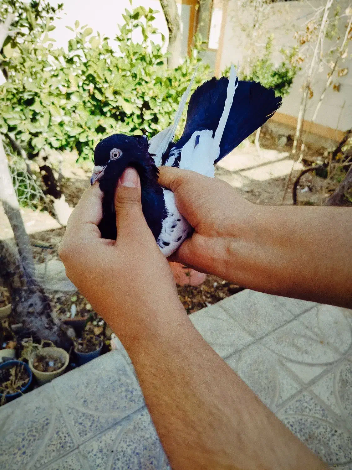 ماده سینه ای|پرنده|مبارکه, |دیوار