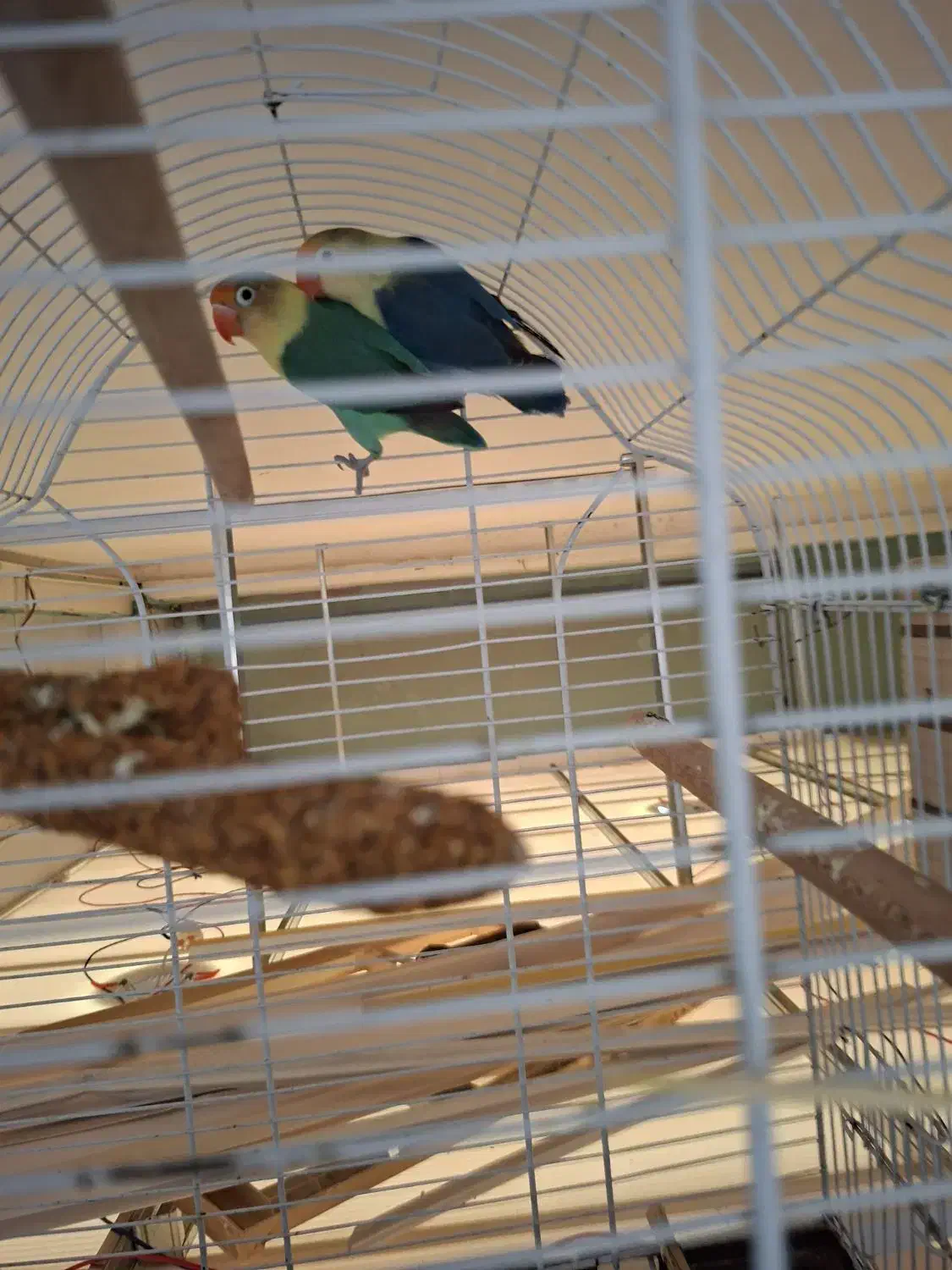 هلندی و برزیلی رنگ|پرنده|بندر گناوه, |دیوار