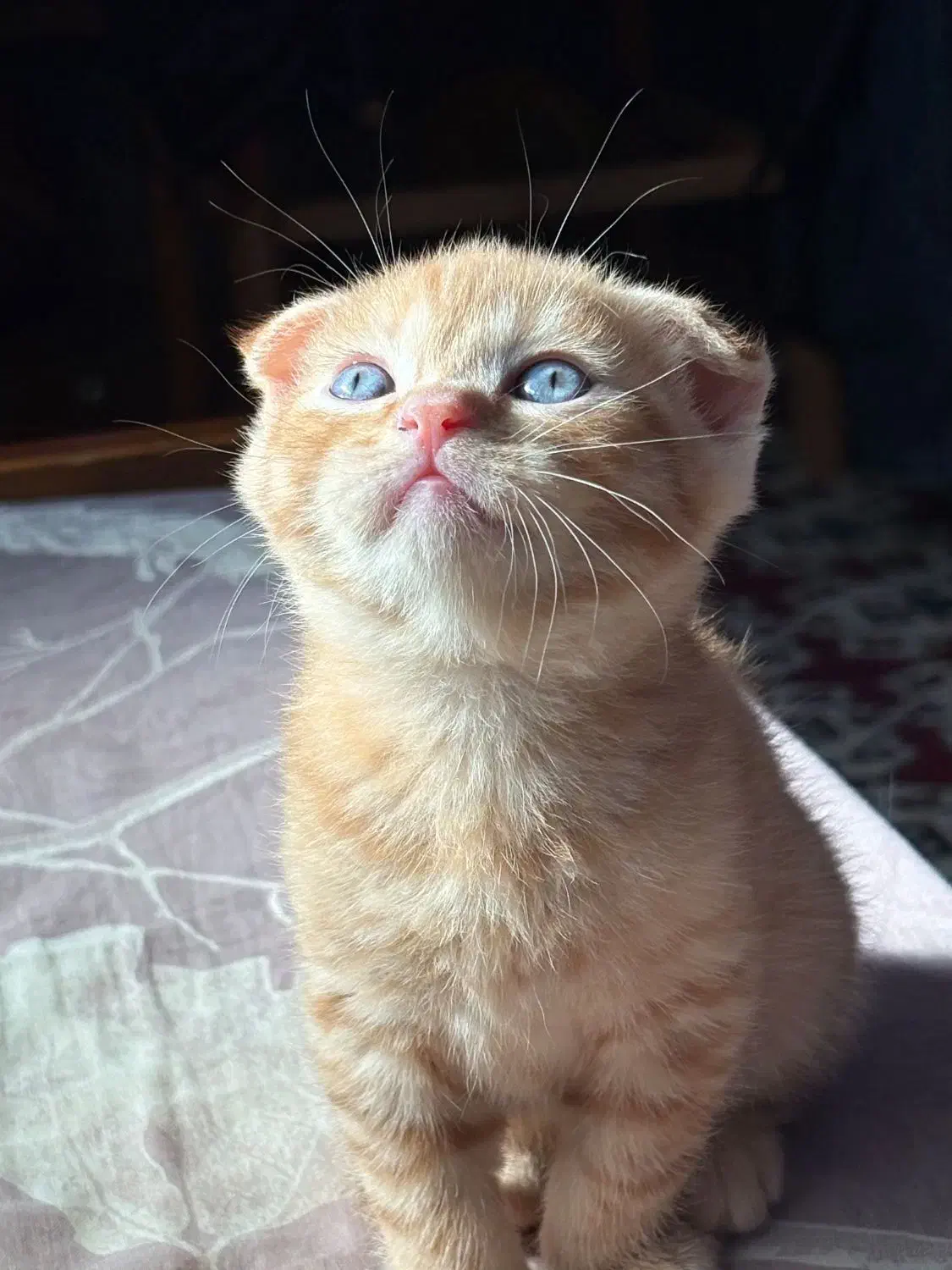 اسکاتیش اصیل گلد|گربه|گنبد کاووس, |دیوار