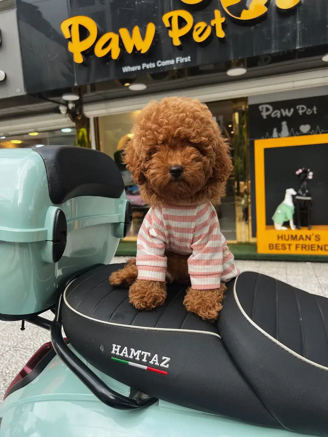 سگ پودل توی اصل|سگ|رشت, دیلمان|دیوار