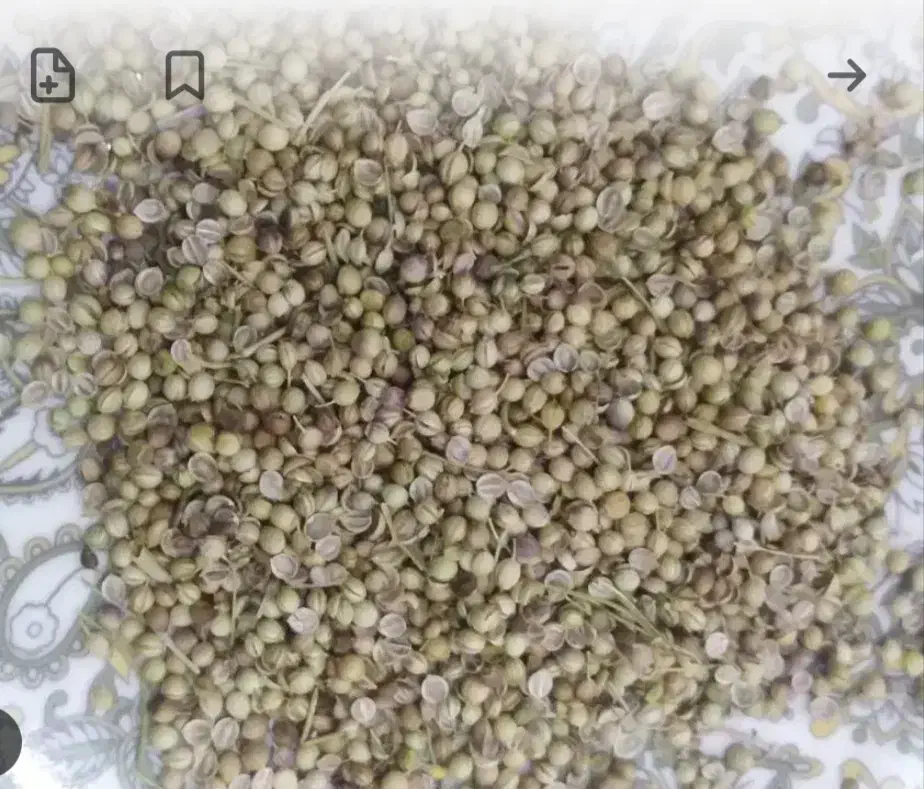 کشتنیز|گل و گیاه طبیعی|دینور, |دیوار