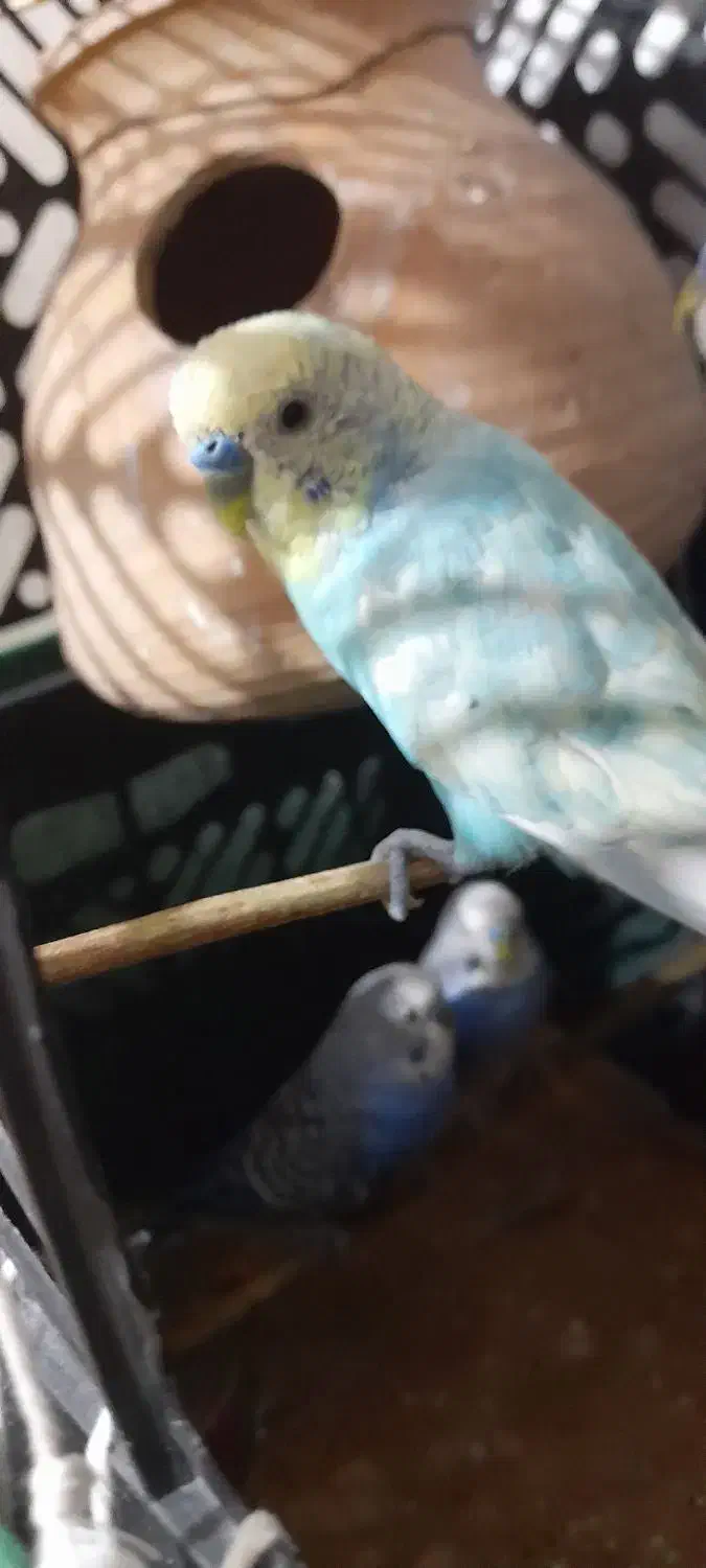 ۵ عدد مرغ عشق نر|پرنده|کنارک, |دیوار