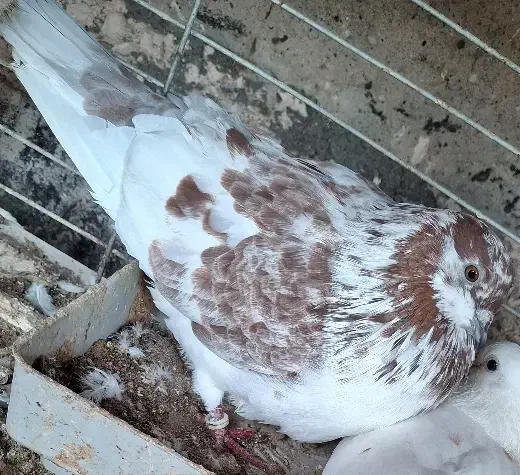 کفتر پرشی|پرنده|بندرعباس, |دیوار