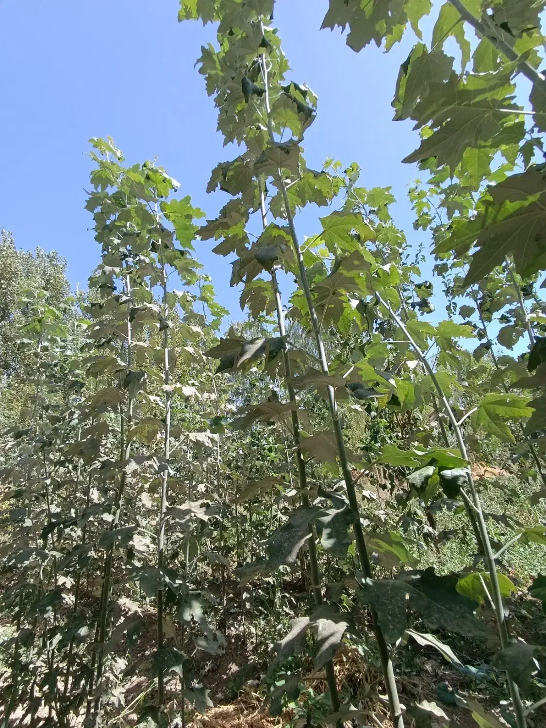 قلمه|گل و گیاه طبیعی|میاندوآب, |دیوار