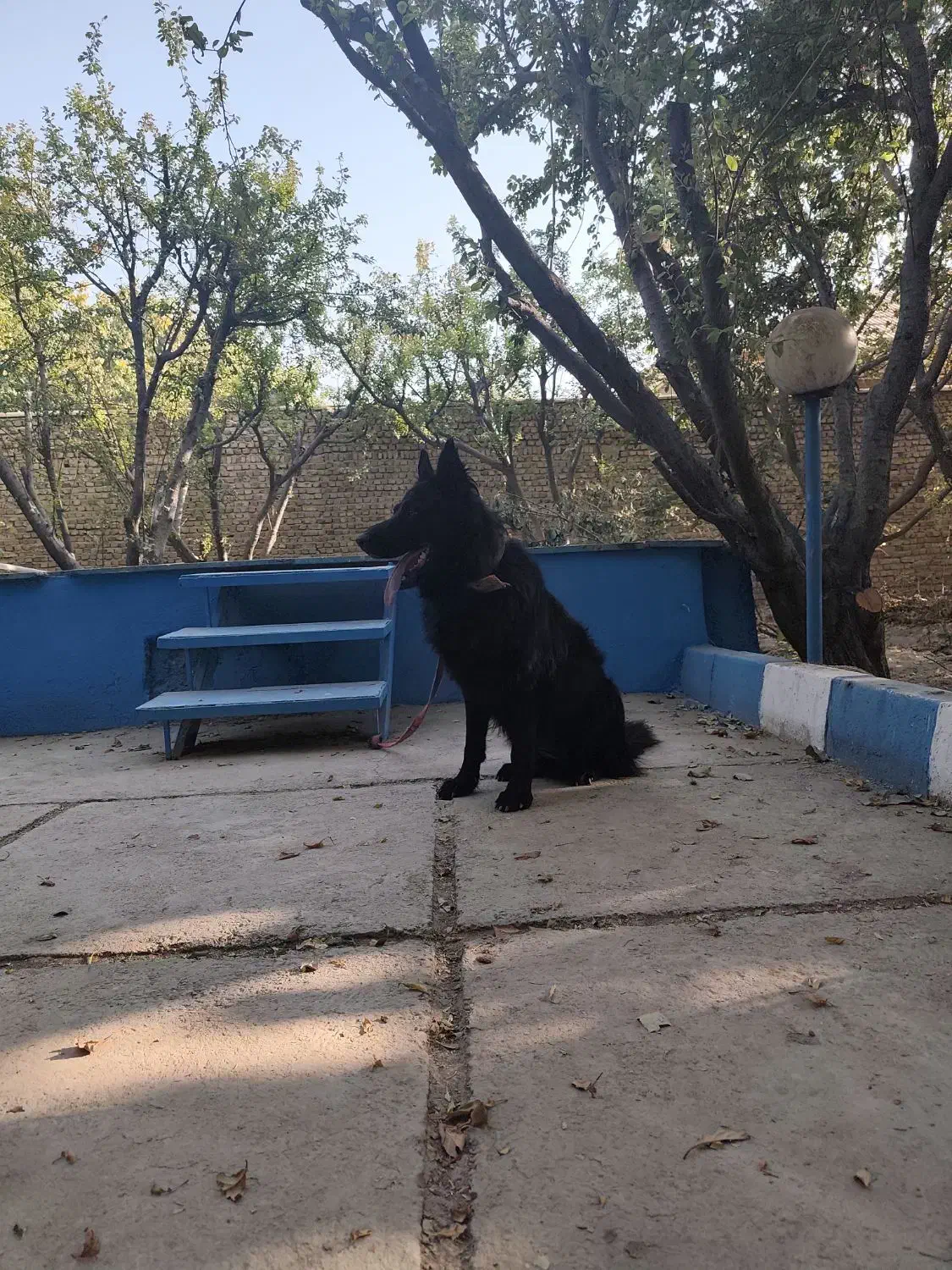 ژرمن بلک نر|سگ|ماهدشت, |دیوار