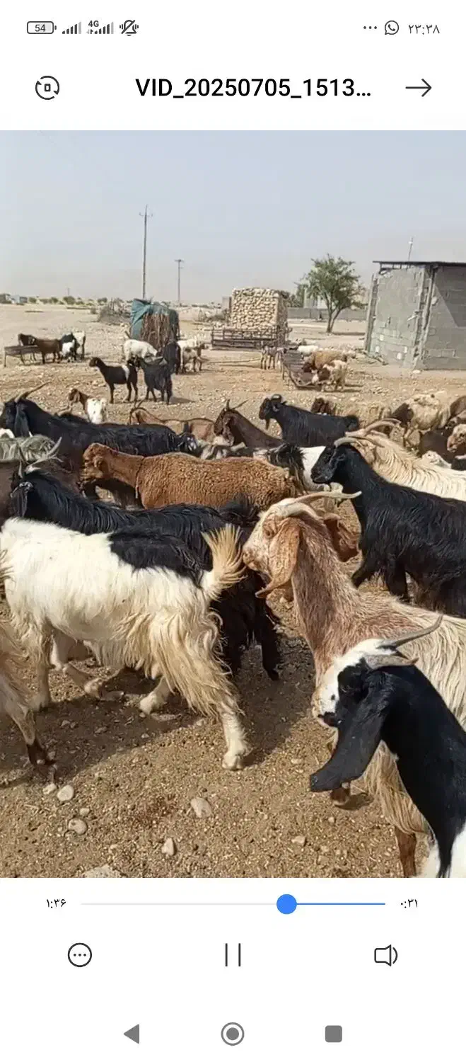 30راس بز آبستن و کهره دار داشتی بفروش میرسد|حیوانات مزرعه|شیراز, منصورآباد|دیوار