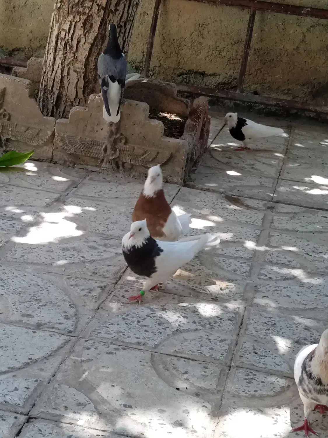 طوقی سرخ خال مشکی|پرنده|سمیرم, |دیوار