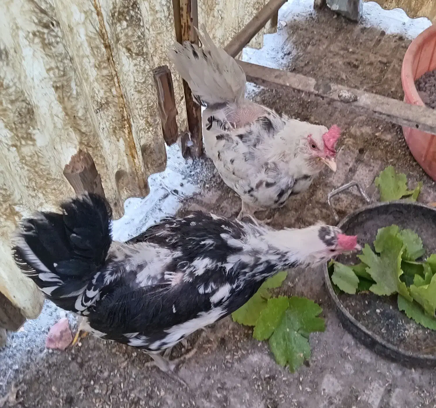 مرغ گلین|پرنده|نجفآباد, حومه نجف آباد|دیوار