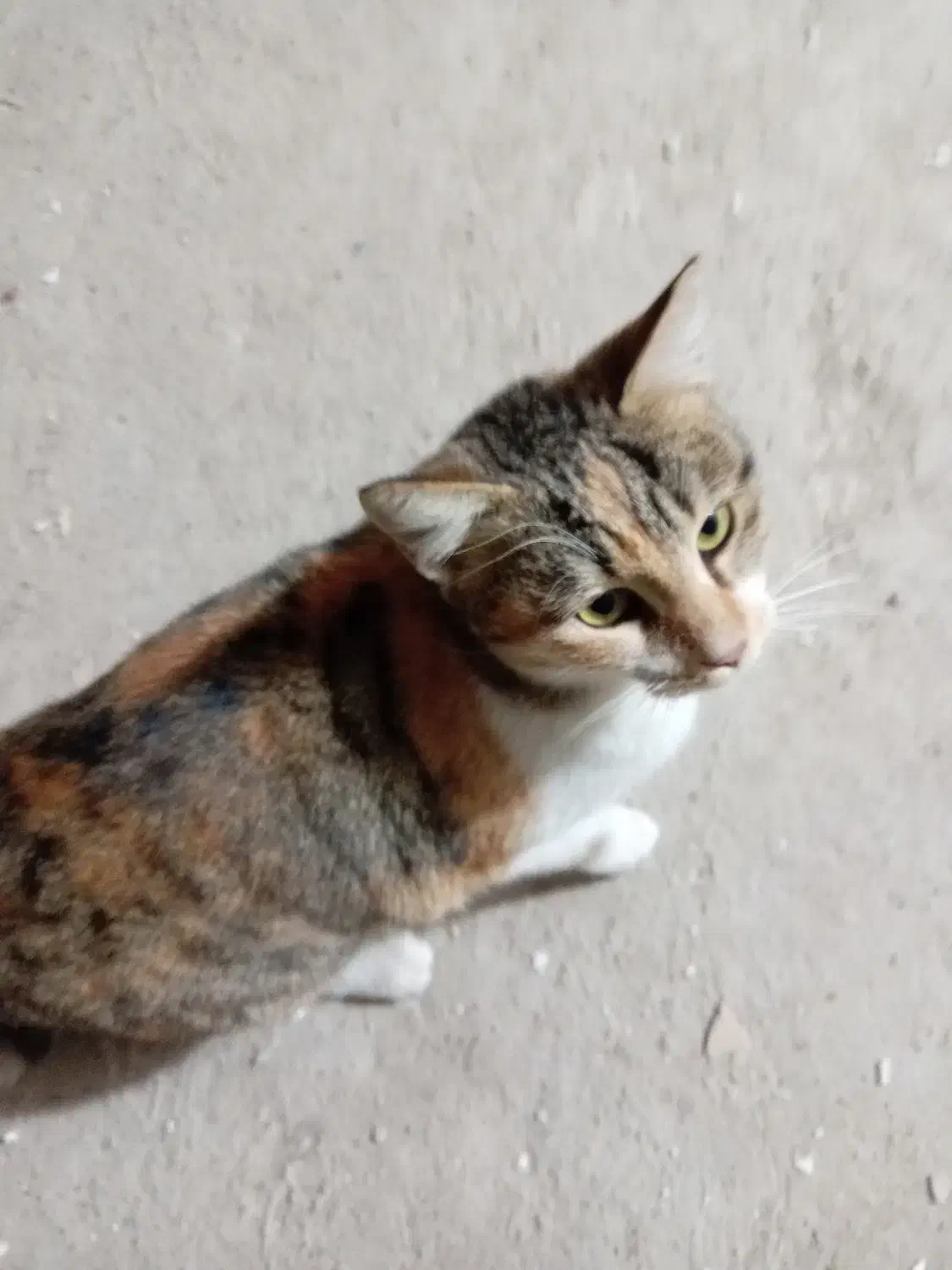 واگذاری گربه خانگی|گربه|ایلام, |دیوار