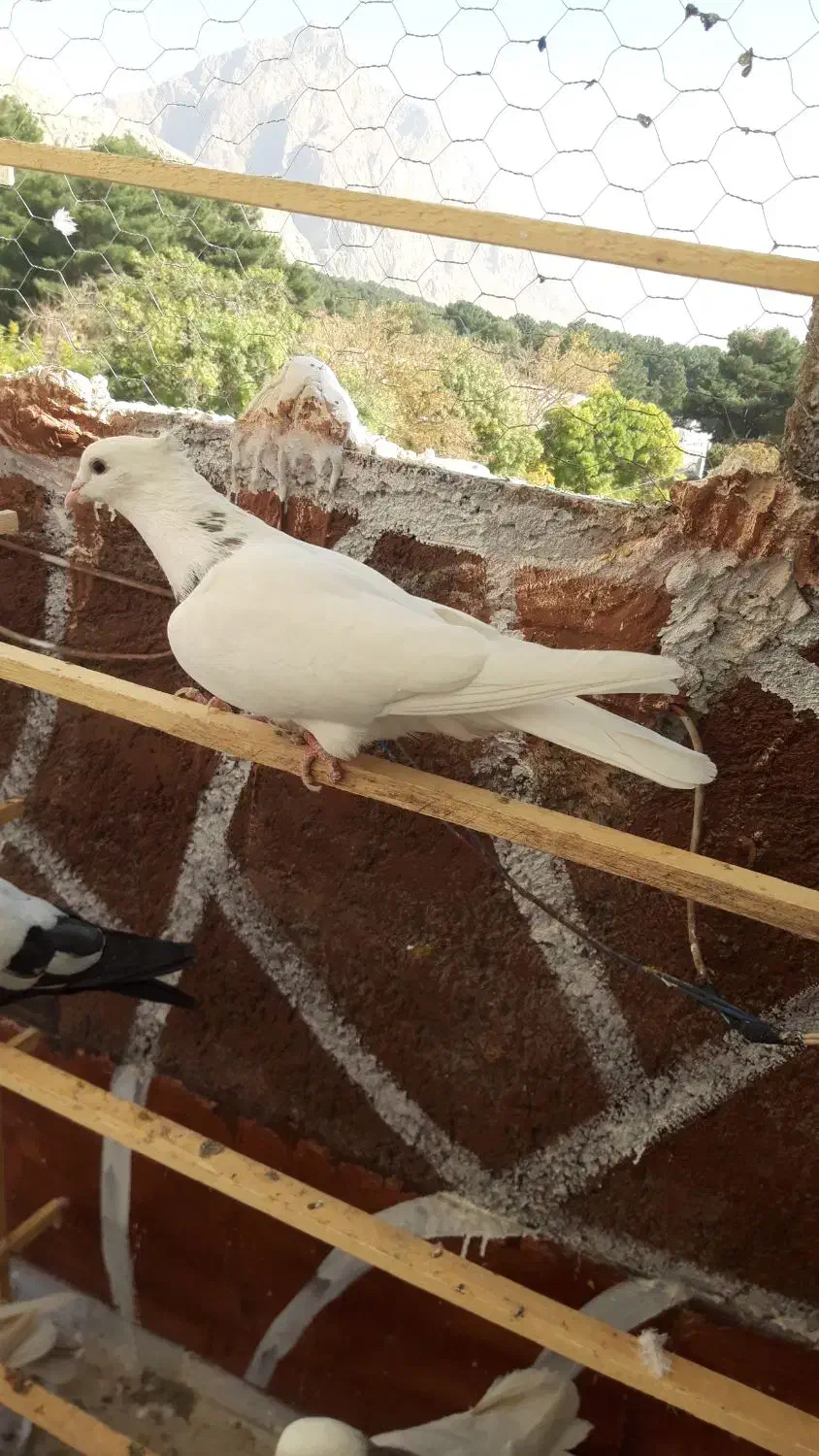 کبوتر نرالماسی|پرنده|کرمانشاه, |دیوار