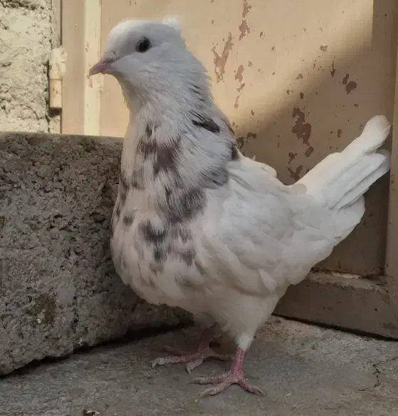 طوقی کبوتر|پرنده|کنگاور, |دیوار