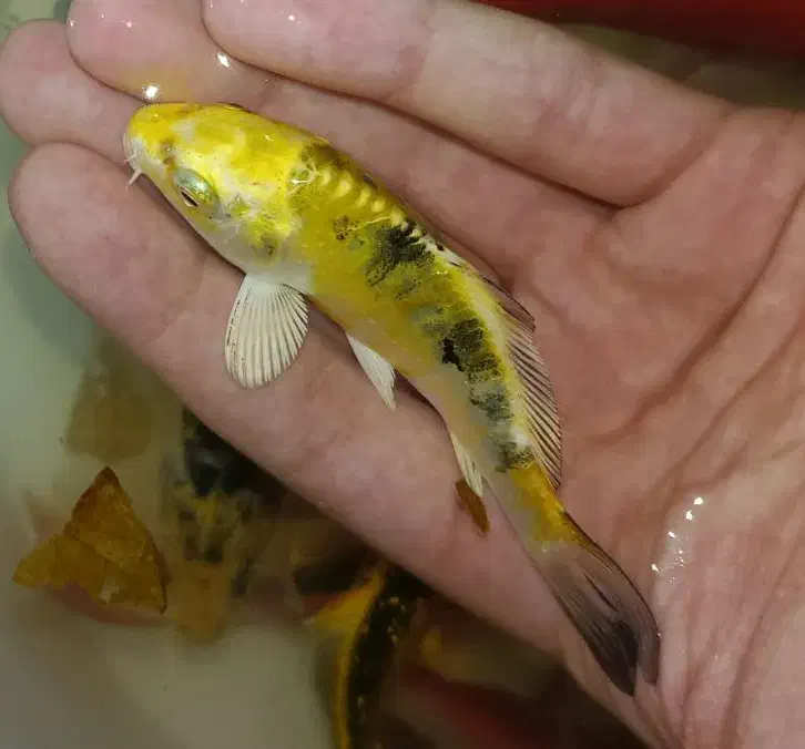 ماهی کوی باله بلند و کوتاه ، گلدفیش ، قرمز مولد|ماهی|اراک, |دیوار