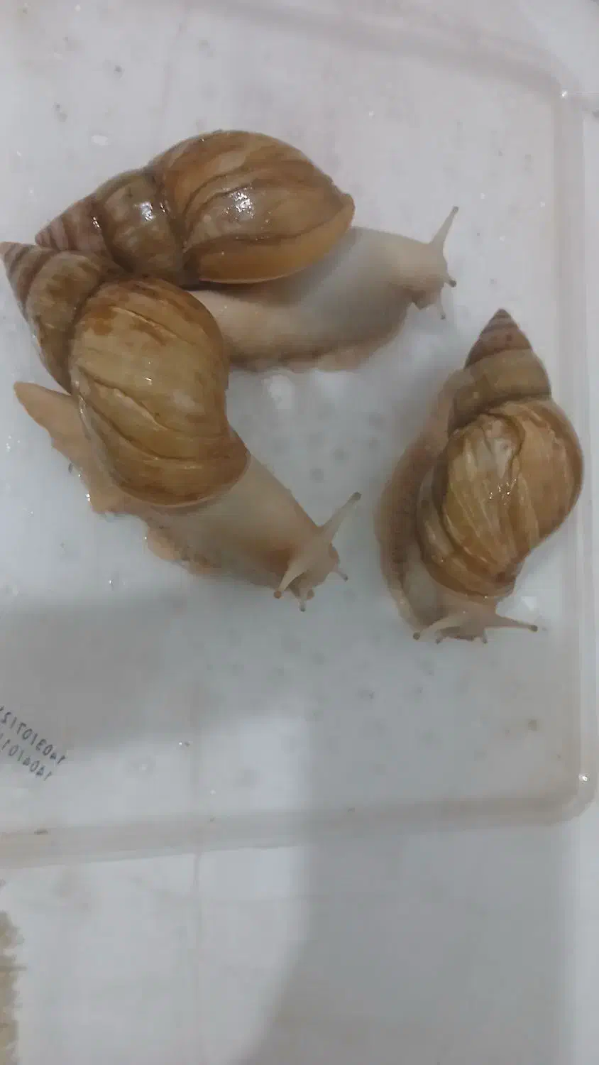 حلزون|خزنده|کرمان, |دیوار