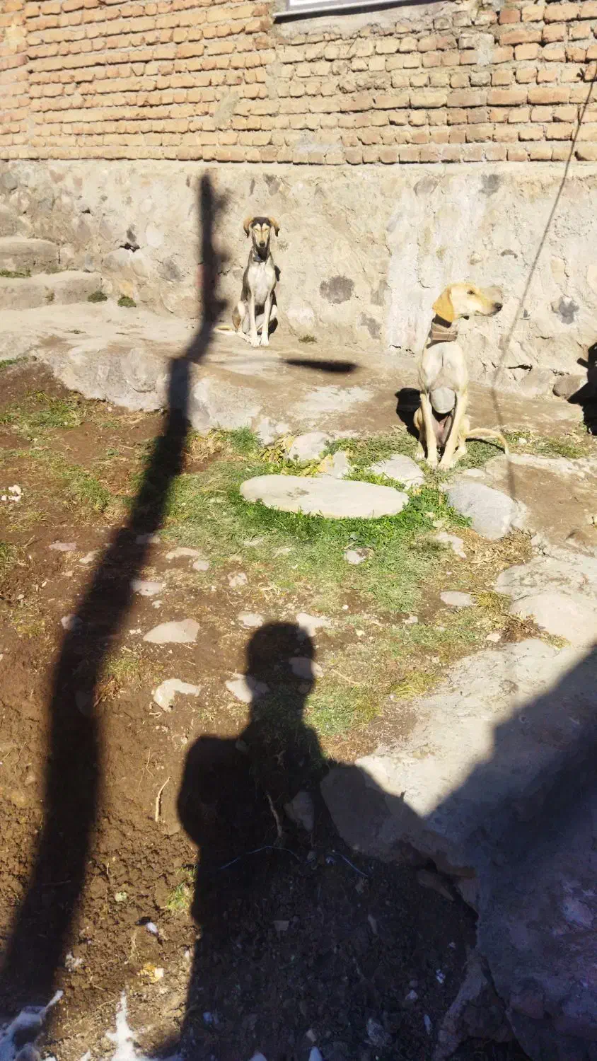 سگ تازی|سگ|مراغه, |دیوار