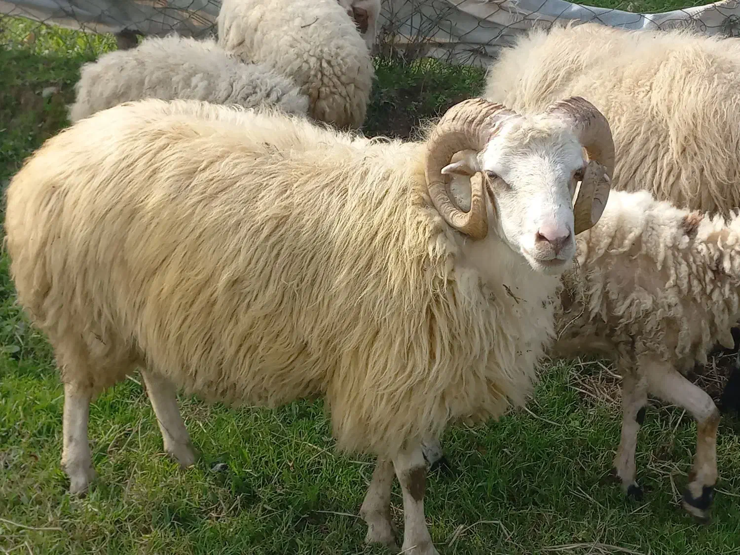 گوسفند نر|حیوانات مزرعه|احمدسرگوراب, |دیوار