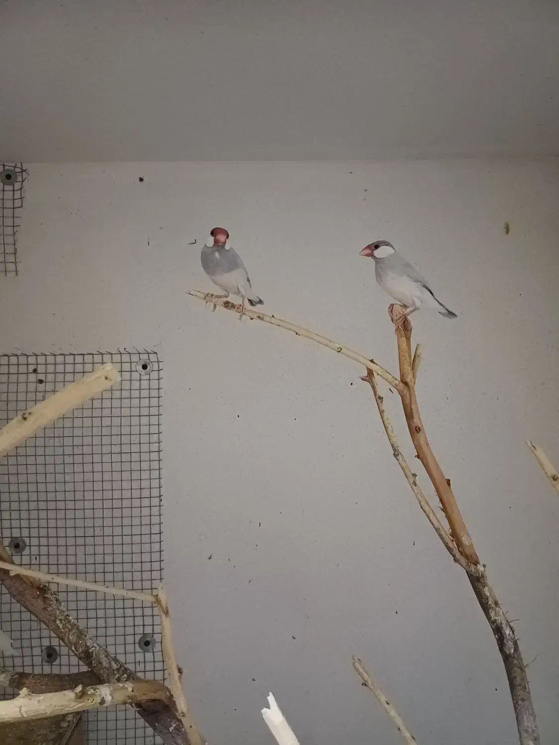 فنچ نرگسی بشرط مولد|پرنده|رامشیر, |دیوار