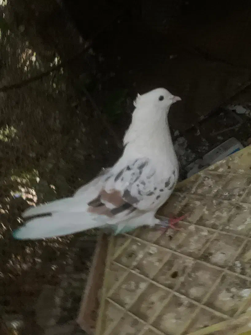 پشتی پشت سور|پرنده|کهنوج, |دیوار