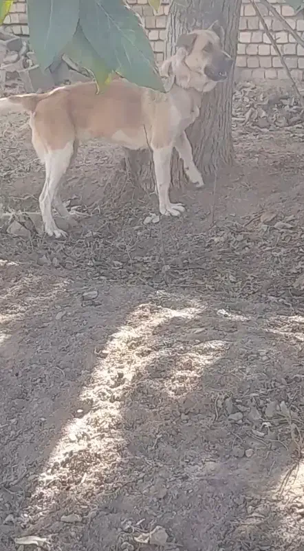 سگه ماده|سگ|فرمهین, |دیوار