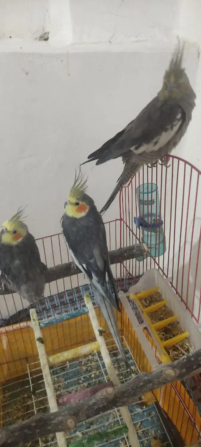 فروش 3عدد عروس هلندی|پرنده|لاجان, |دیوار