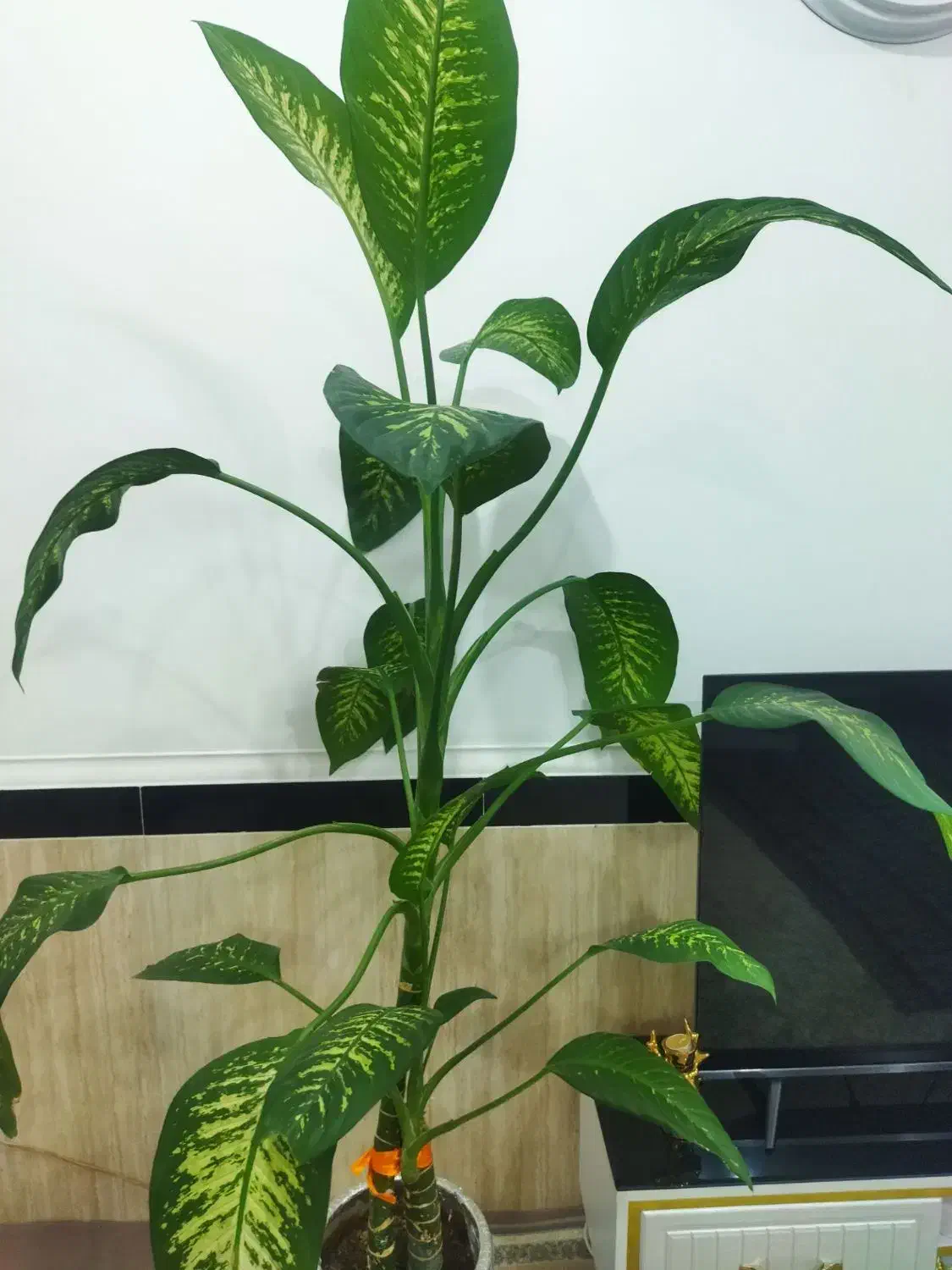 گل دیفن|گل و گیاه طبیعی|قروه, |دیوار