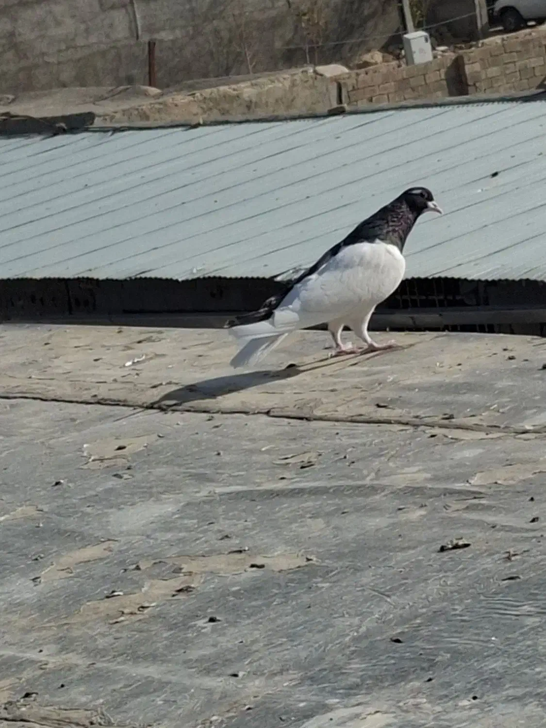 چپ سیاه|حیوانات|بجنورد, |دیوار