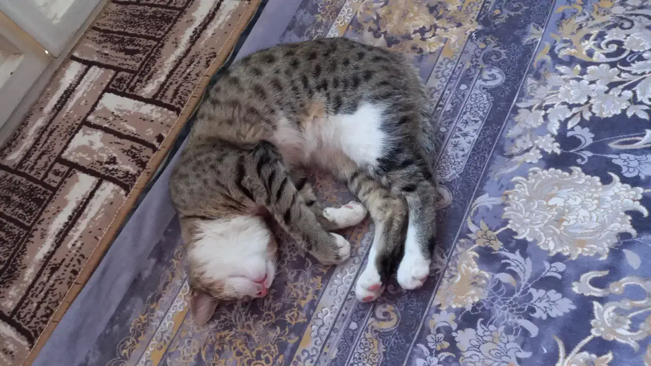 به یابنده این گربه درانزاب ۵۰۰ هزارتومان مژدگانی|گربه|مراغه, |دیوار