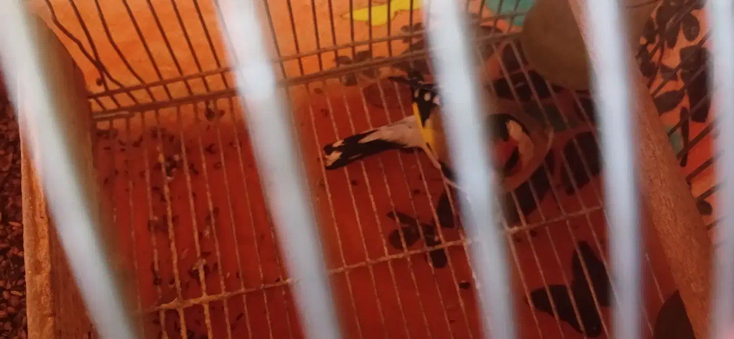 فرش یک عدد سهر سپیدان جوجه پارسال گل تکمیل|پرنده|سپیدان, |دیوار