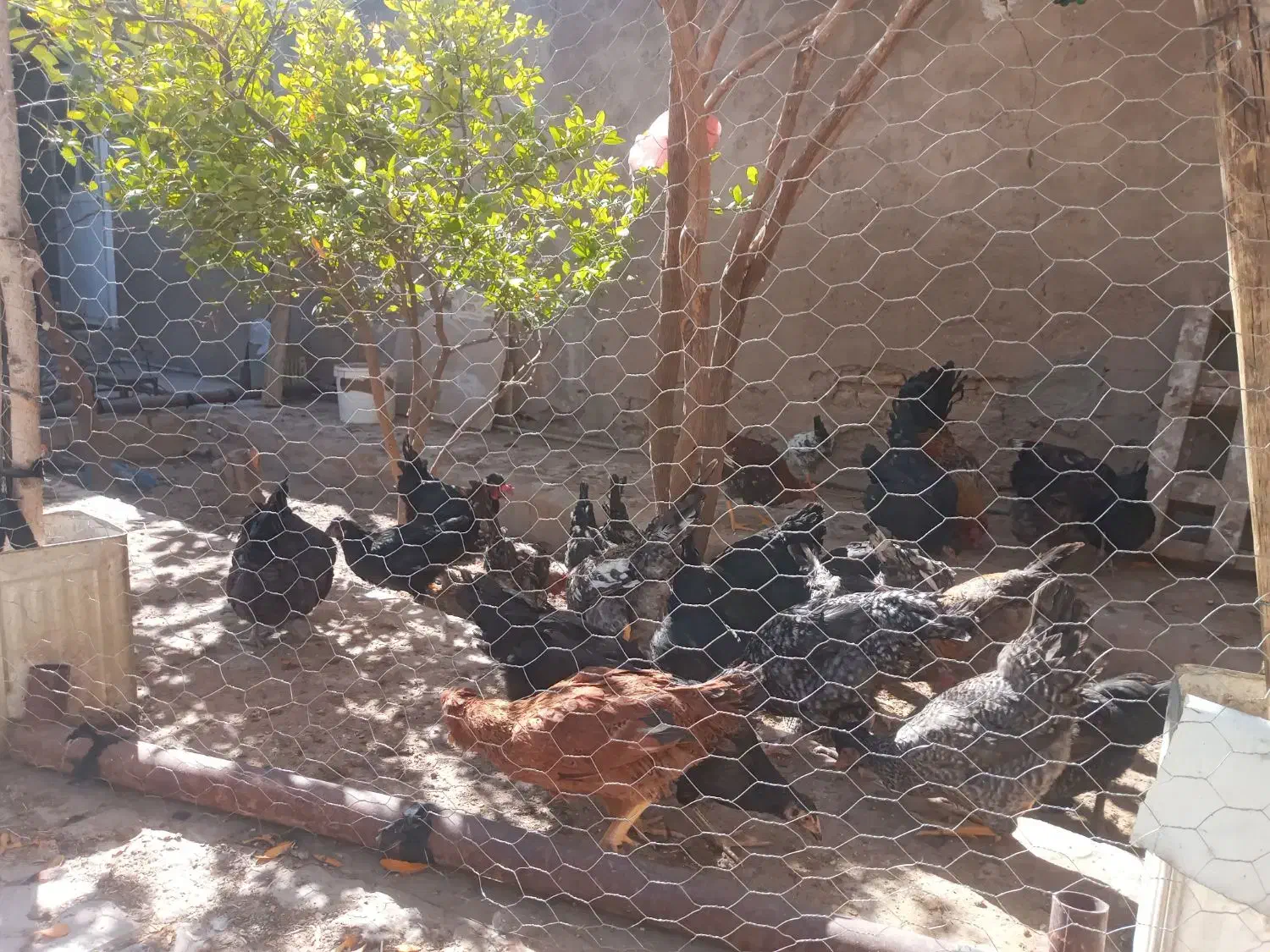 مرغ وخروس محلی|حیوانات مزرعه|فسا, |دیوار