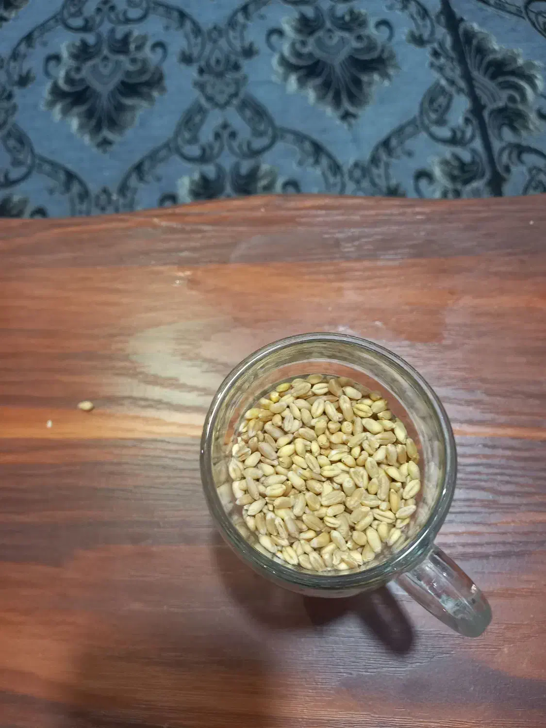 گندم بذری پیشگام بوجارشده|خدمات باغبانی و درختکاری|قزوین, |دیوار