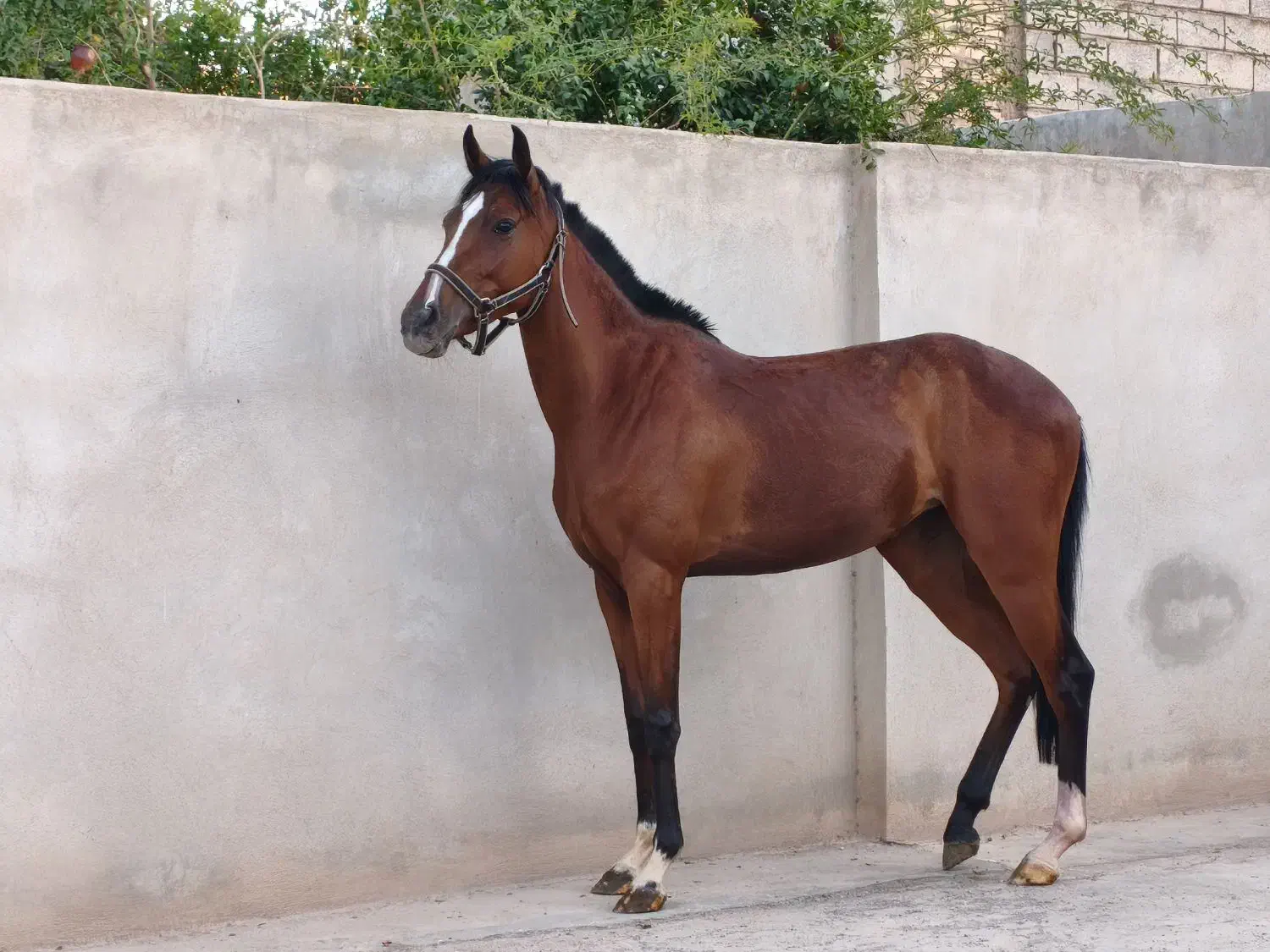 کره مادیون یکسر خارجی 2 سال و 9 ماهه|اسب و تجهیزات اسب‌سواری|کرمان, |دیوار