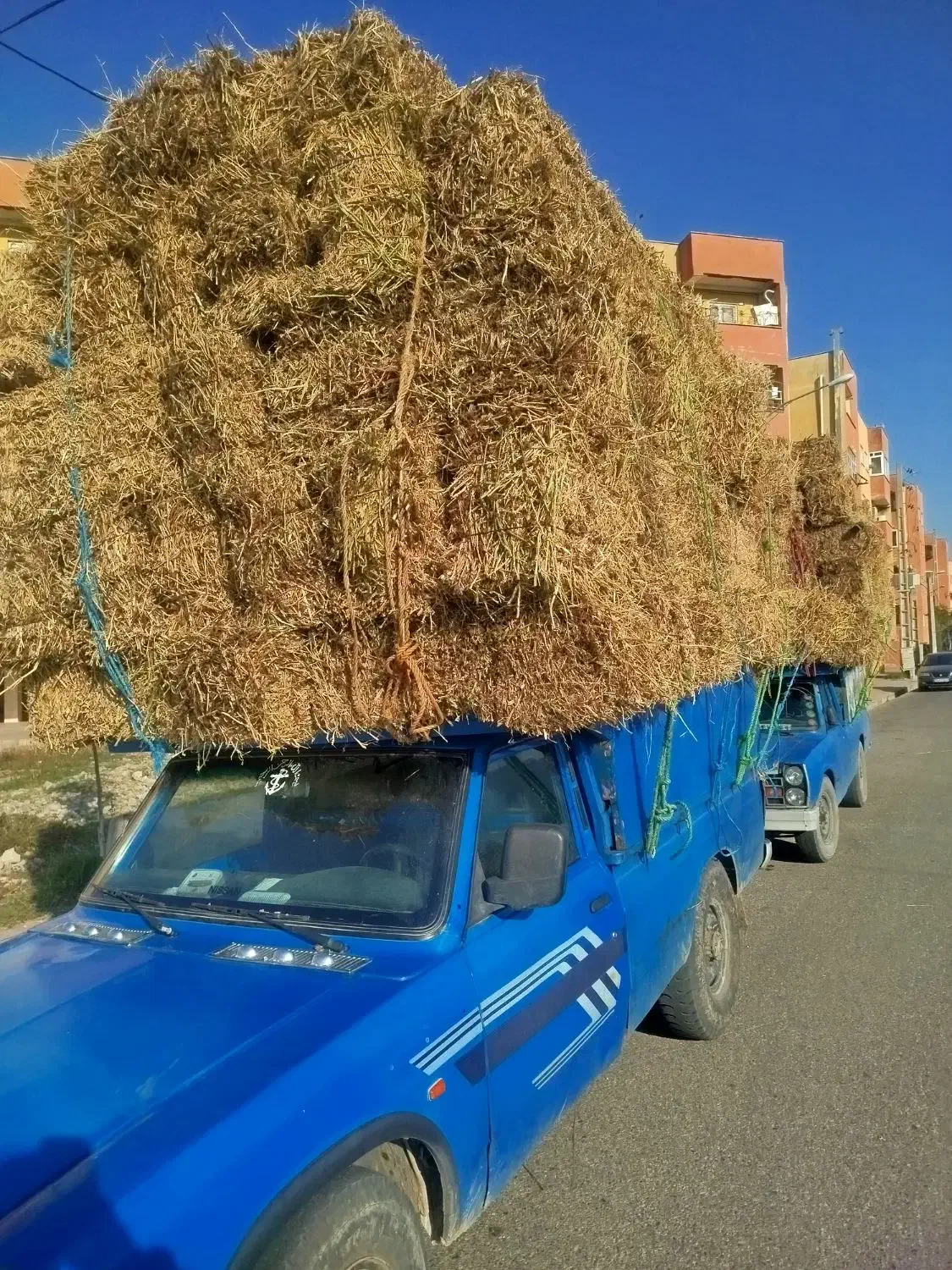 کاه گندم شالی لوبیا|عمده‌فروشی|آزادشهر, |دیوار