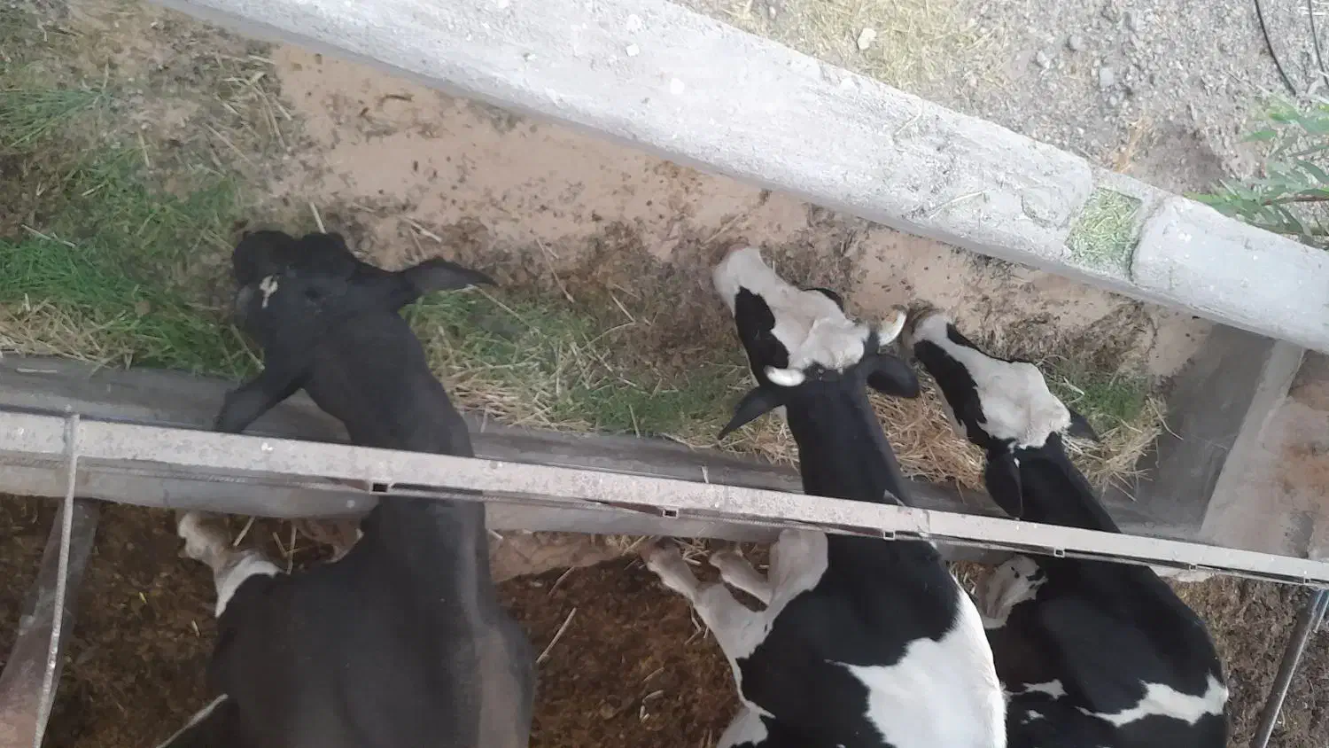 گاوتولید بالا|حیوانات مزرعه|رفسنجان, |دیوار