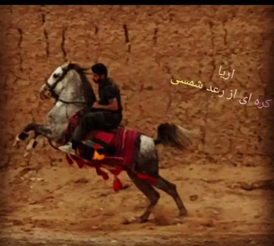 اسب درجه یک|اسب و تجهیزات اسبسواری|یزد, |دیوار