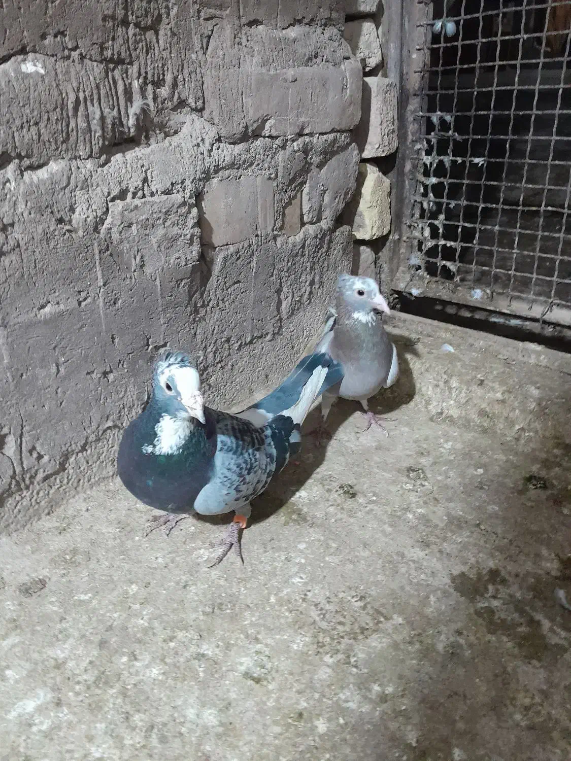 پلنگ|پرنده|کرمان, |دیوار