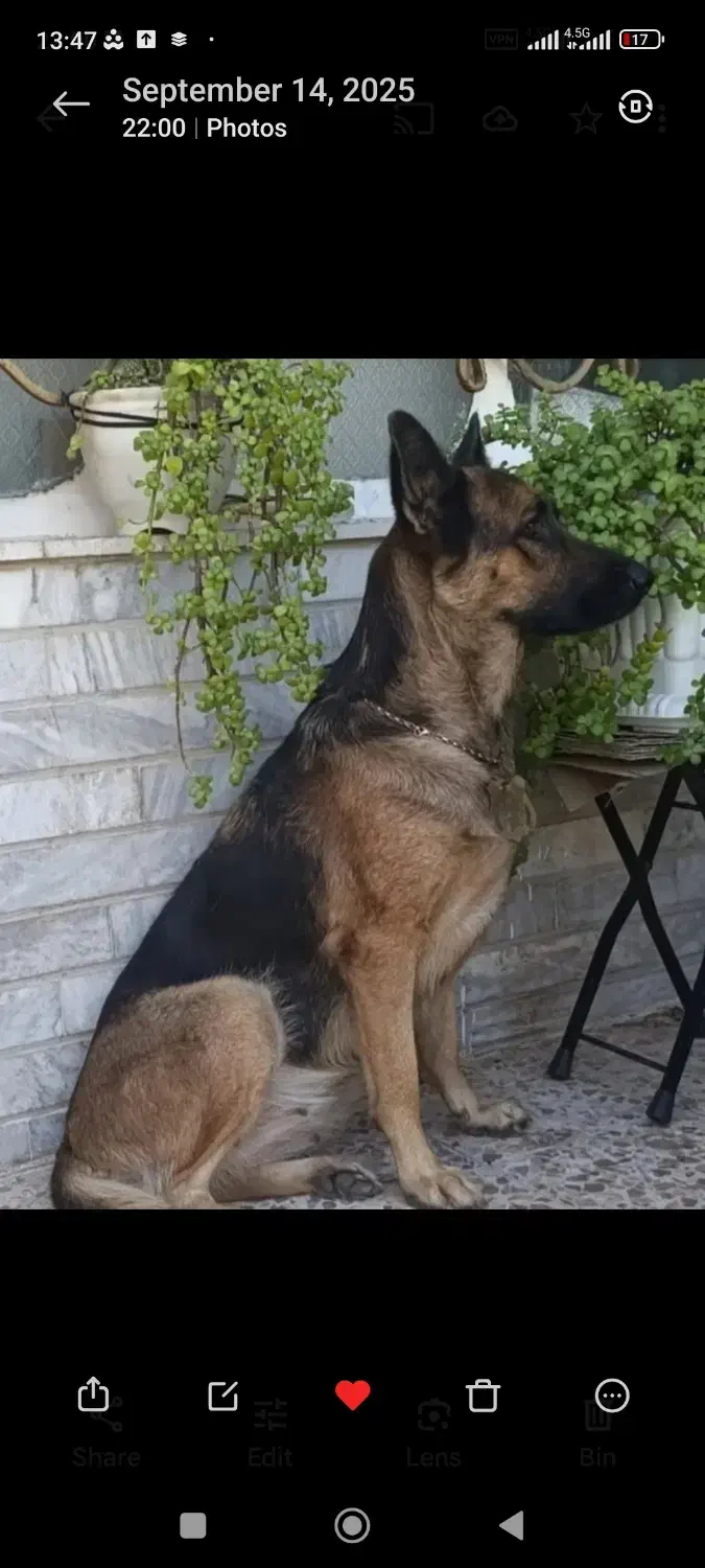 حیوانات گم شده|حیوانات|دوگنبدان, |دیوار