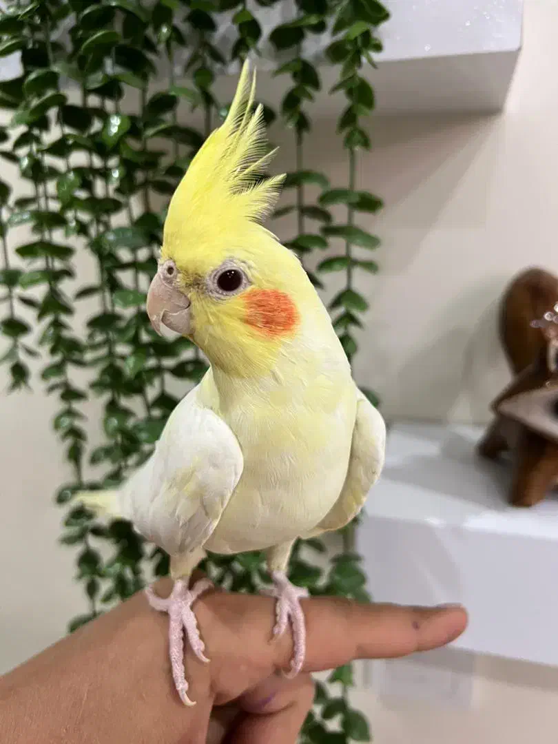 عروس هلندی|پرنده|پاکدشت, شهرک امام رضا|دیوار