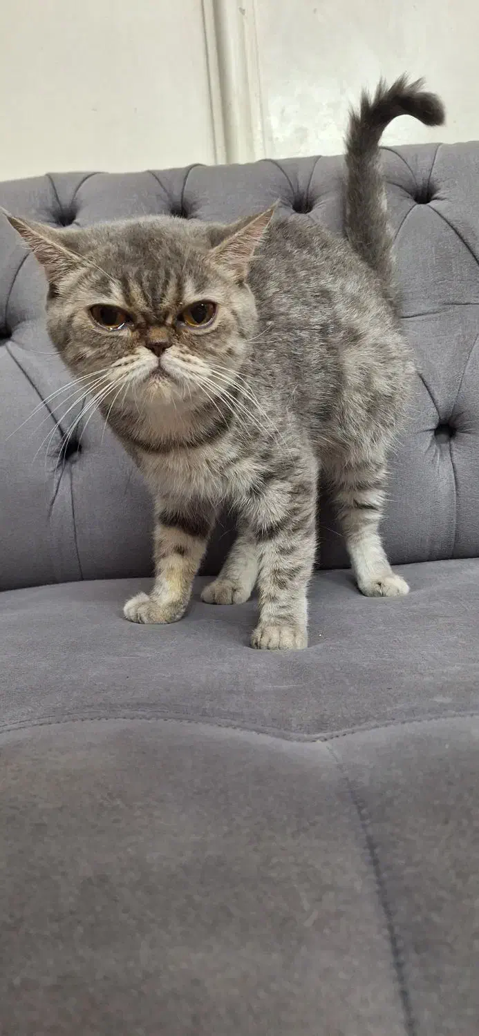 فروش پرشین اگزوتیک به شرط عقیم سازی|گربه|رشت, گلسار|دیوار