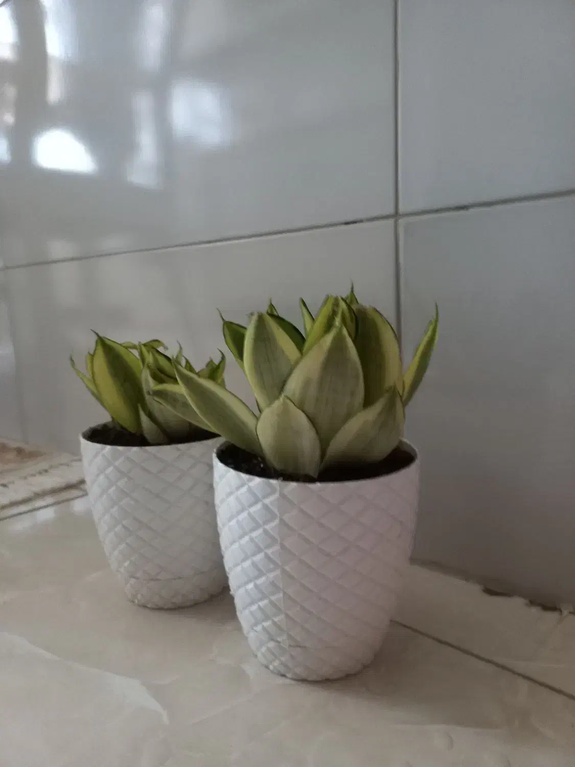 ۲ تاگلدون سانسوریا پاکوتاه|گل و گیاه طبیعی|ری, تقی آباد|دیوار