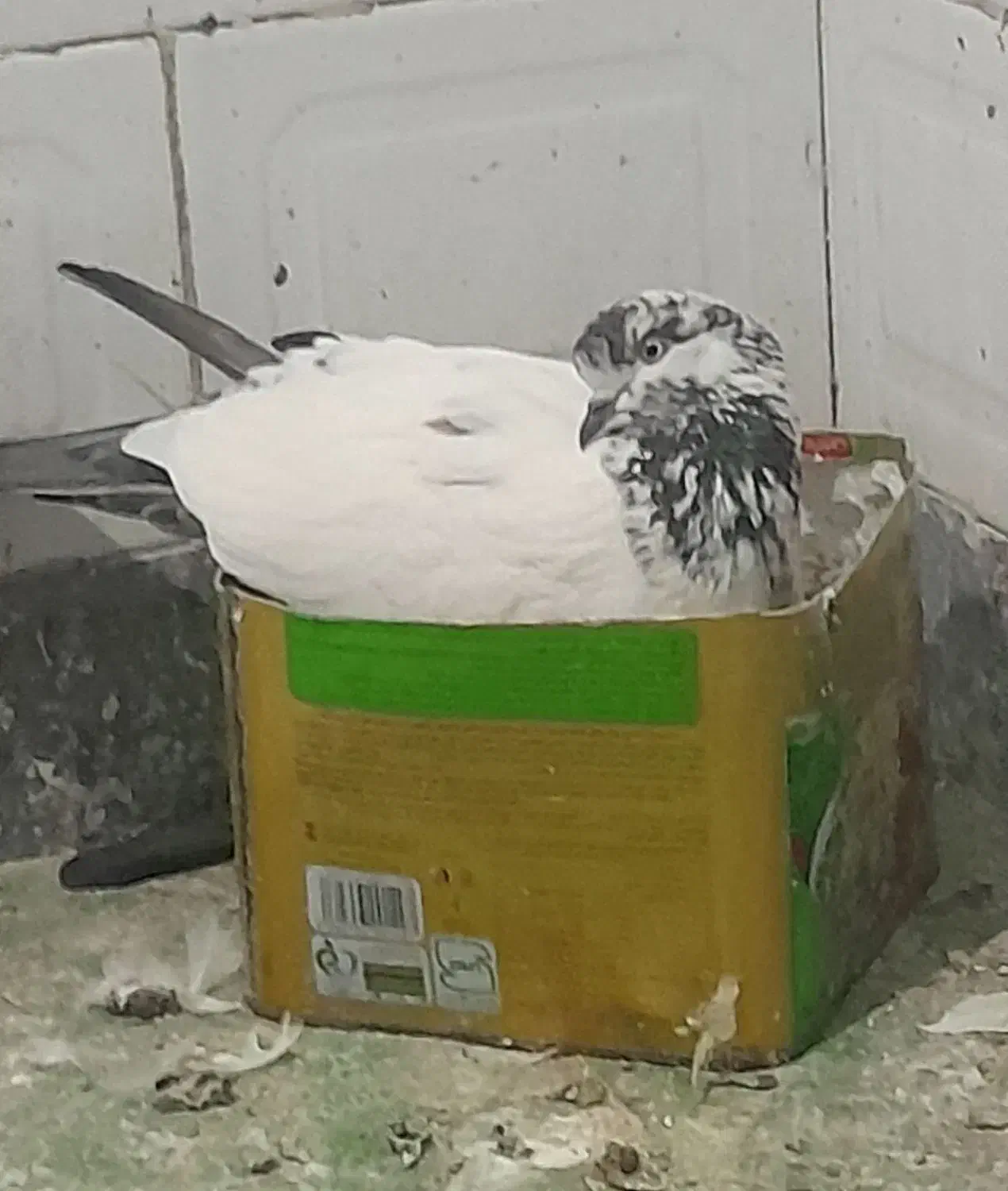 کبوتر اس ...|پرنده|گمیشان, |دیوار