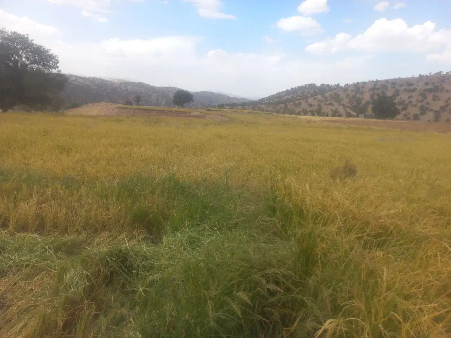 فروش زمین .برنج. باغ.گلخانه.گاوداری|فروش زمین و ملک کلنگی|یاسوج, |دیوار