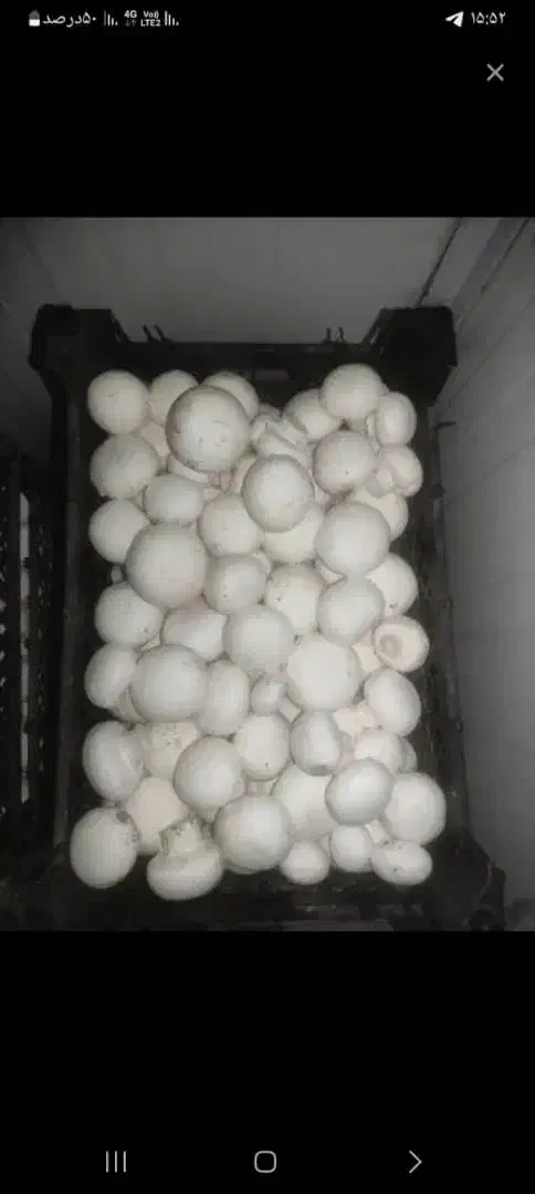 فروش قارچ بصورت عمده ای|عمدهفروشی|کرج, کارخانه قند|دیوار