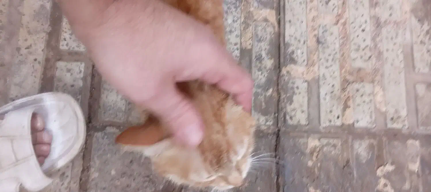 واگذاری گربه|گربه|هشتگرد, شهرک بعثت|دیوار