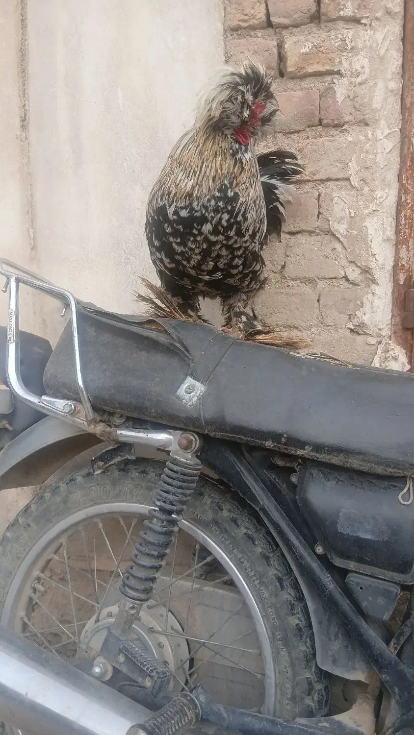 خروس جوان|پرنده|کنگاور, |دیوار