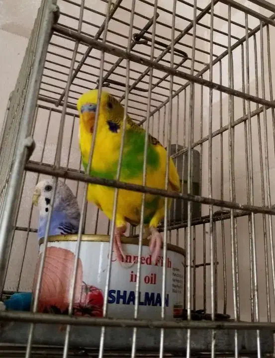 مرغ عشق مولد ،سینه سرخ سهره|پرنده|قزوین, |دیوار