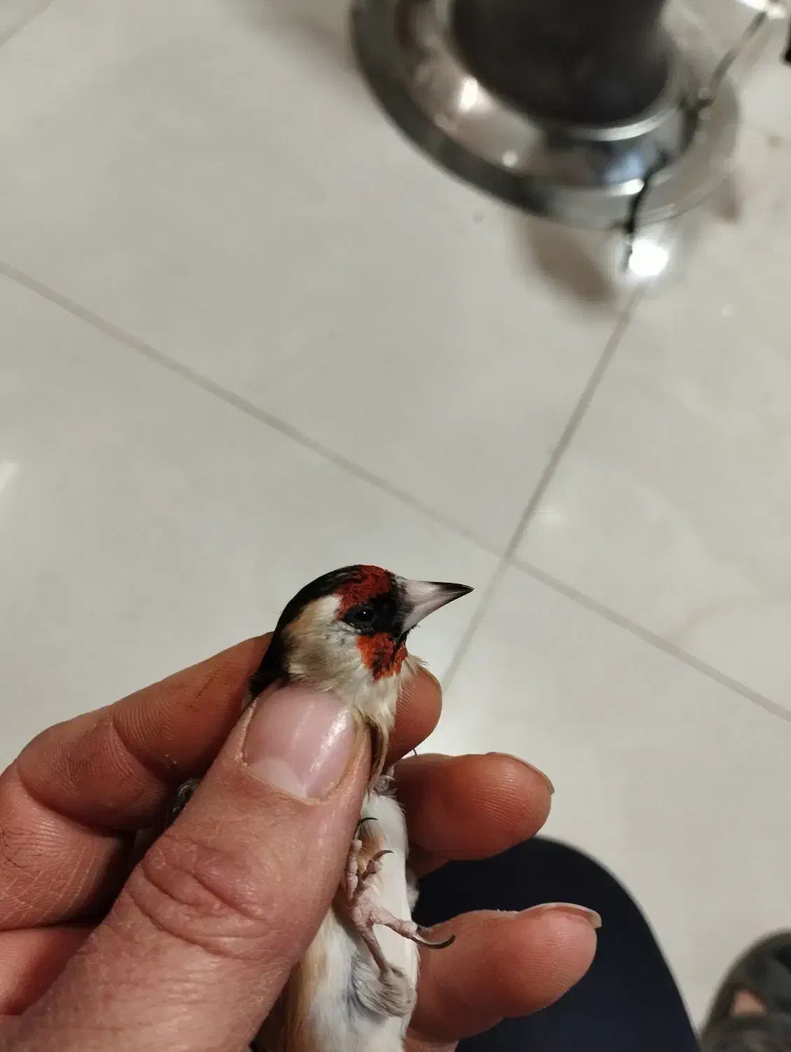 سهره ماده|پرنده|برخوار, |دیوار